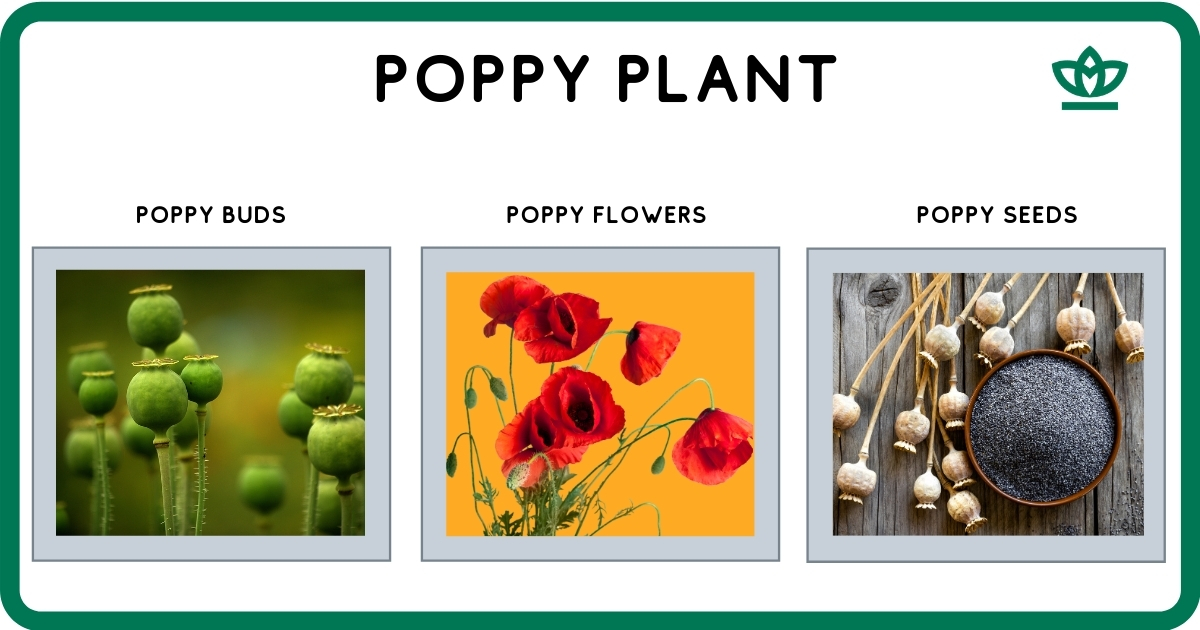 poppy plant from which heroin is made