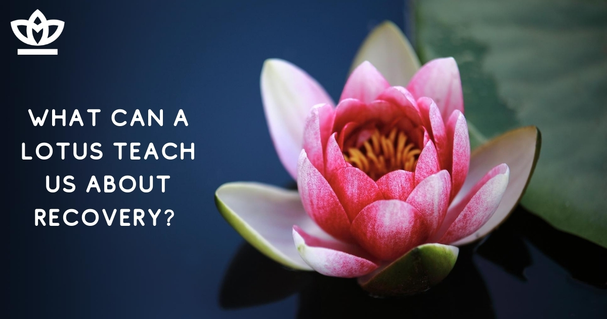 3 things the lotus teaches us about recovery